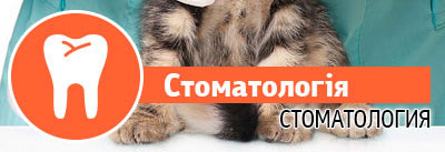 Стоматологія Стоматологія